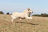 GOLDEN RETRIEVER 143